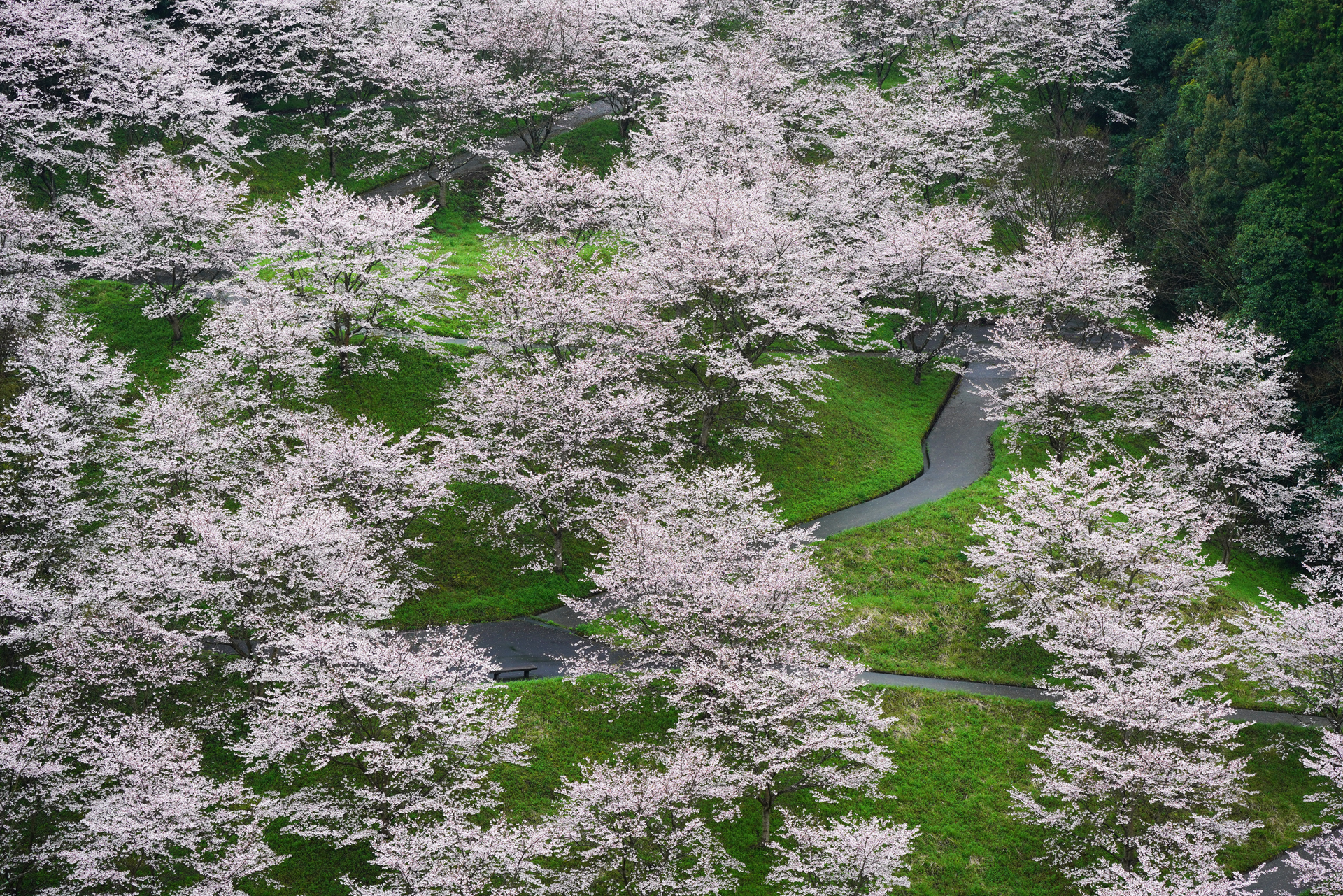 α7RⅢ&Ⅳで撮る2020年3月　佐賀の桜