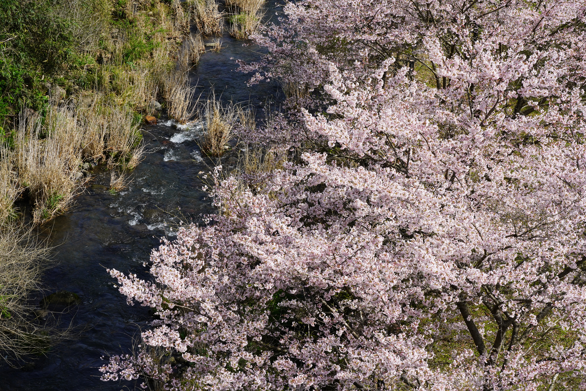 α7RⅢ&Ⅳで撮る2020年3月　佐賀の桜