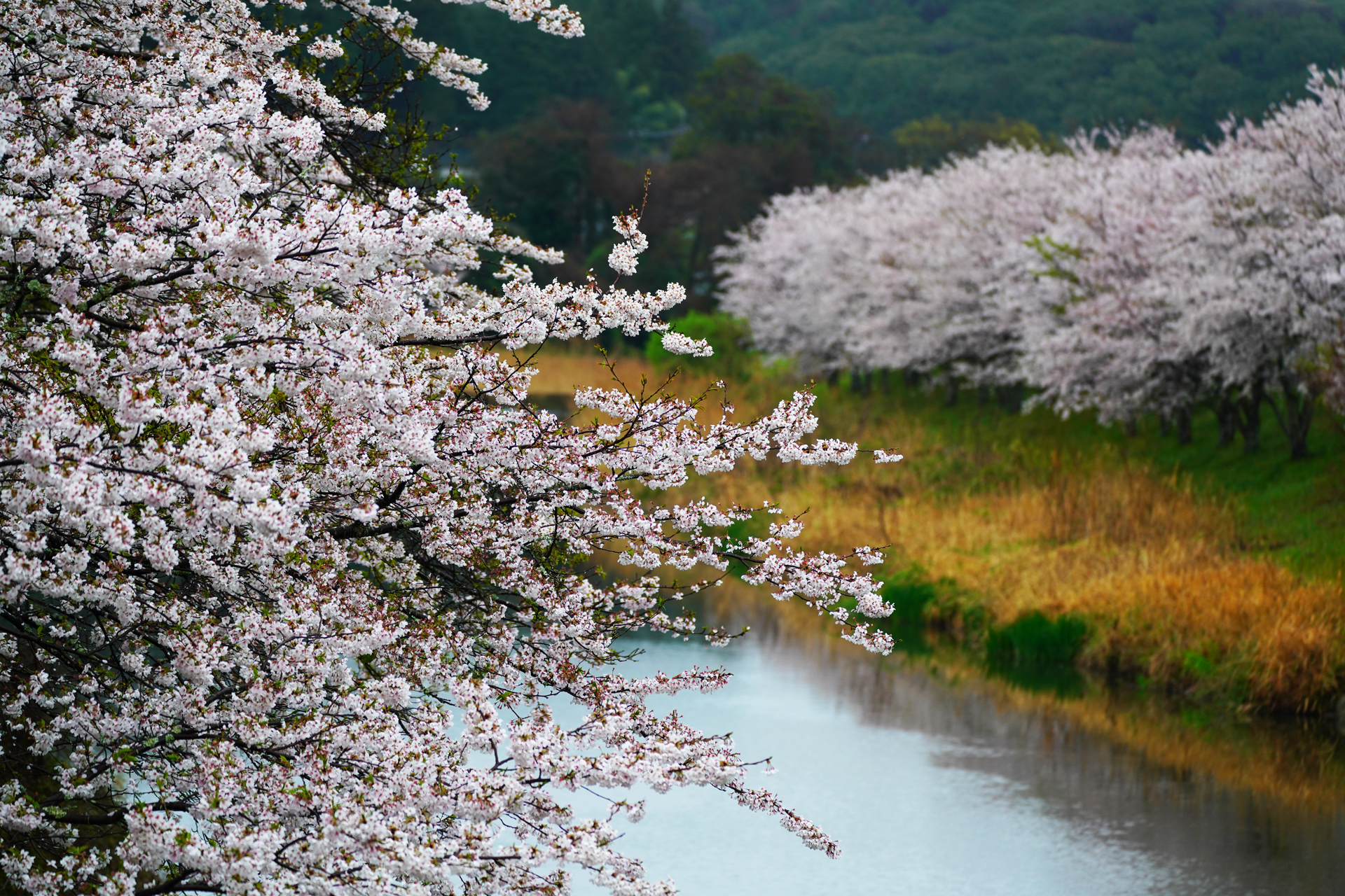 α7RⅢ＆Ⅳで撮る2021年3月　福岡の桜