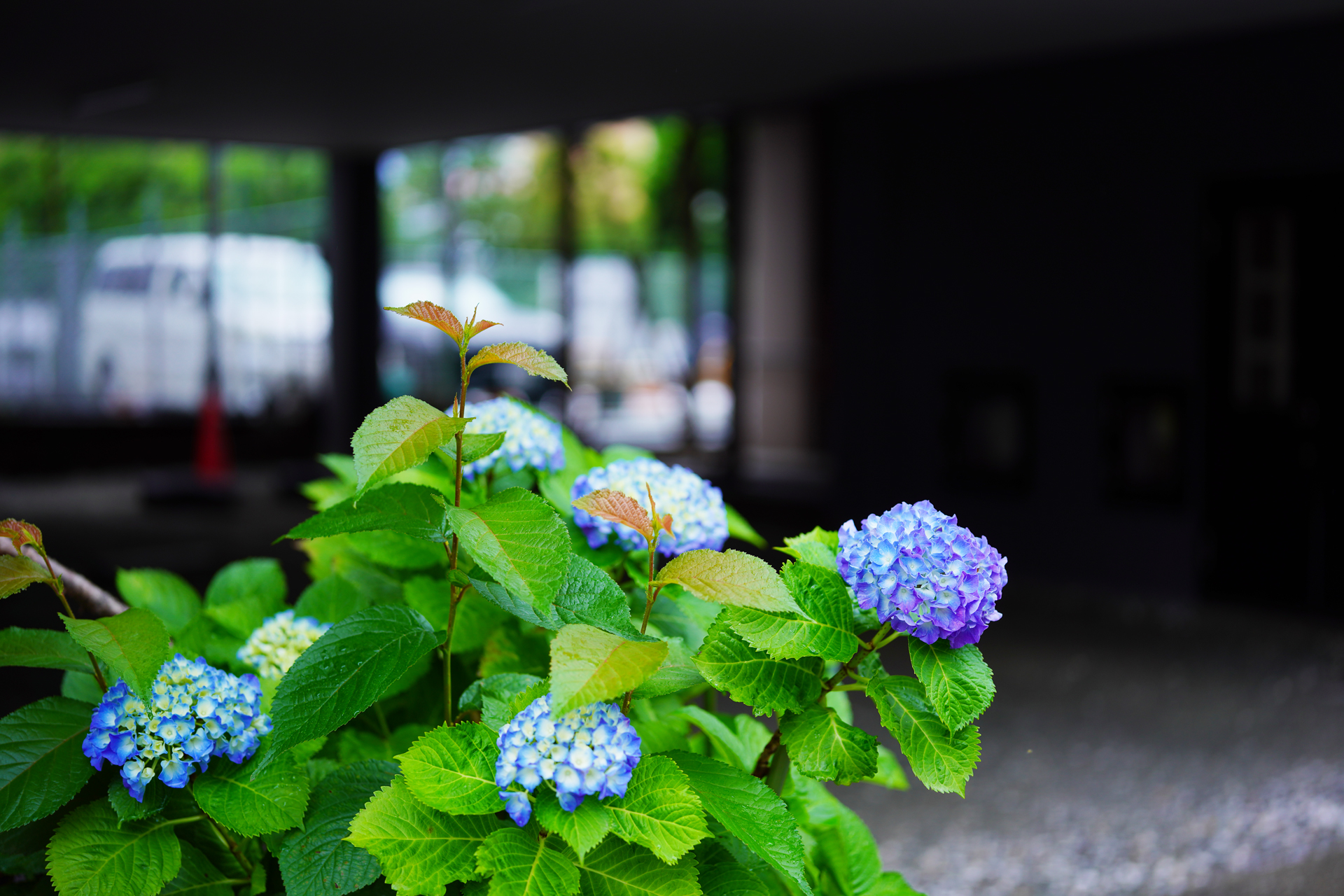 α7RⅢ＆Ⅳで撮る2021年5月　福岡　街の紫陽花