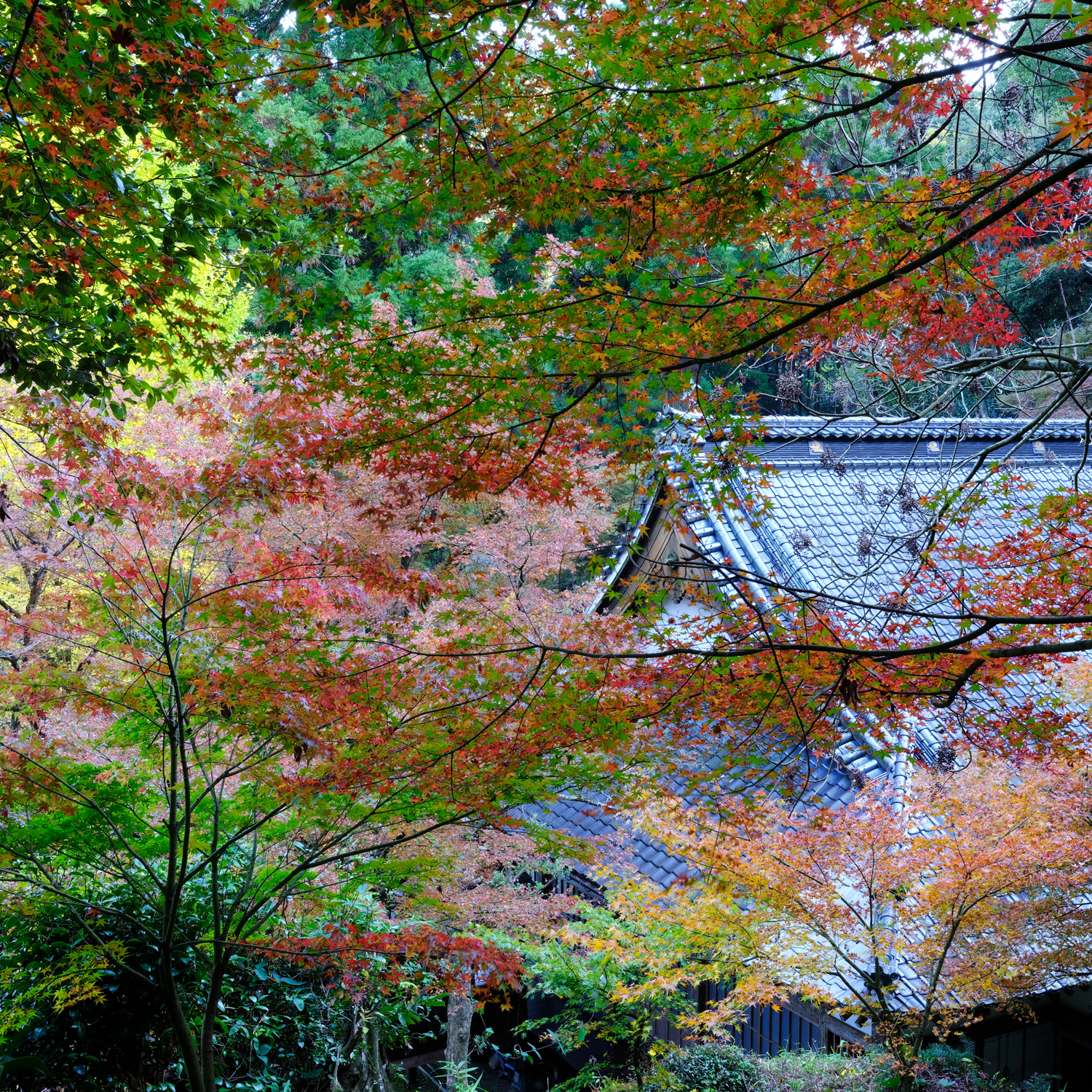 GFXで撮る2020年11月　福岡　寺の秋