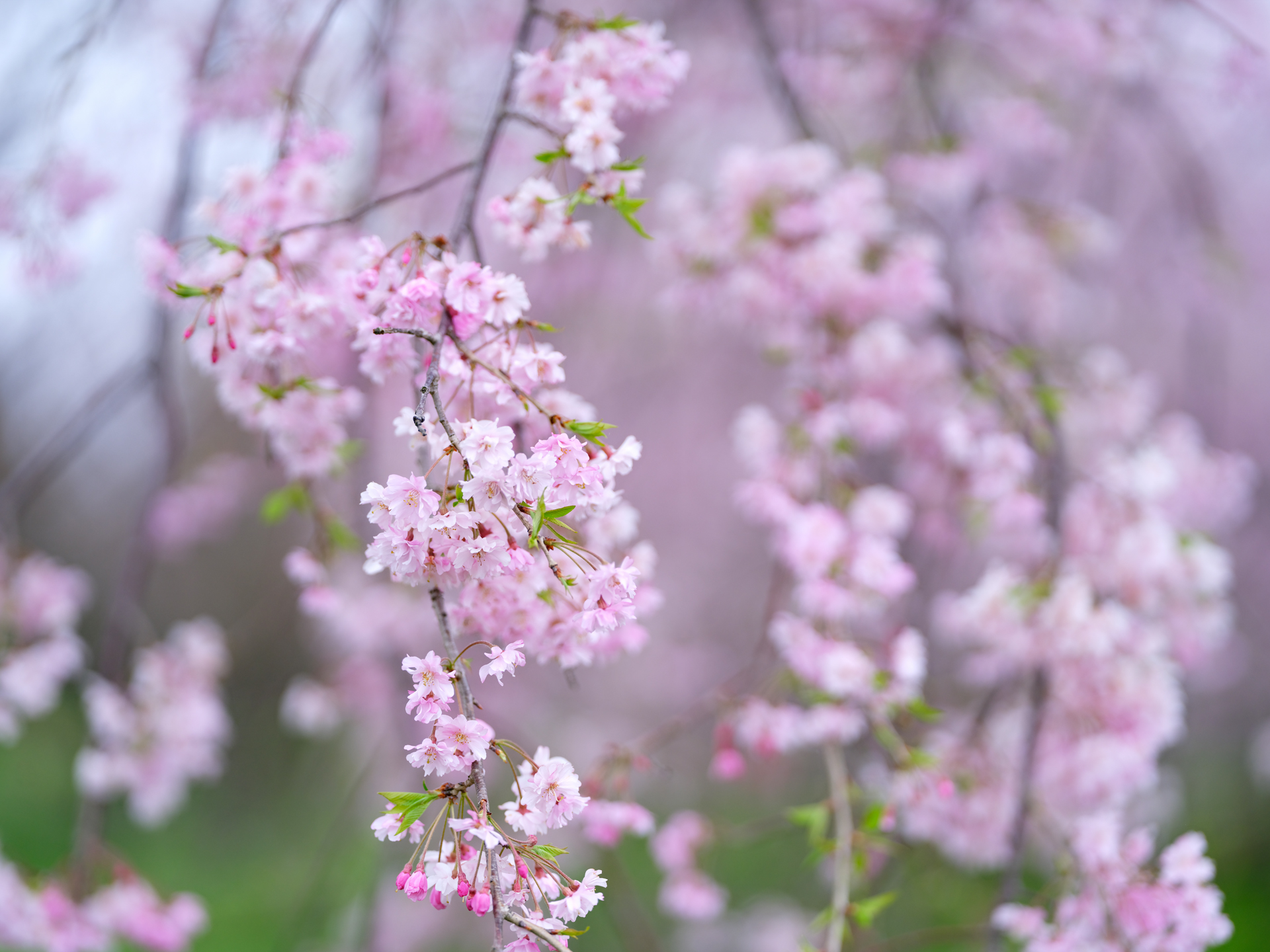 GFXで撮る2021年4月　南阿蘇の桜