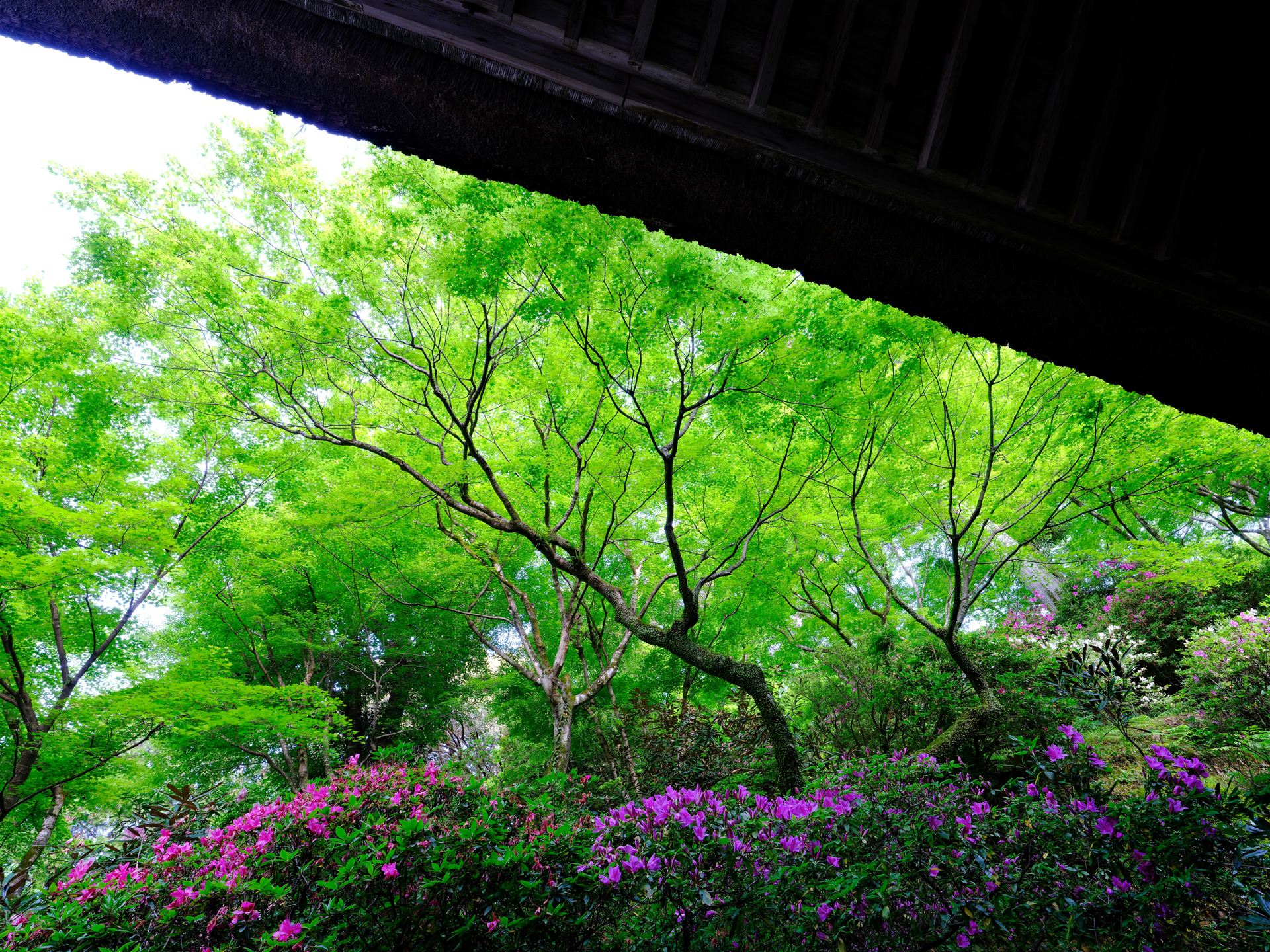 GFXで撮る2021年4月　佐賀　寺の緑