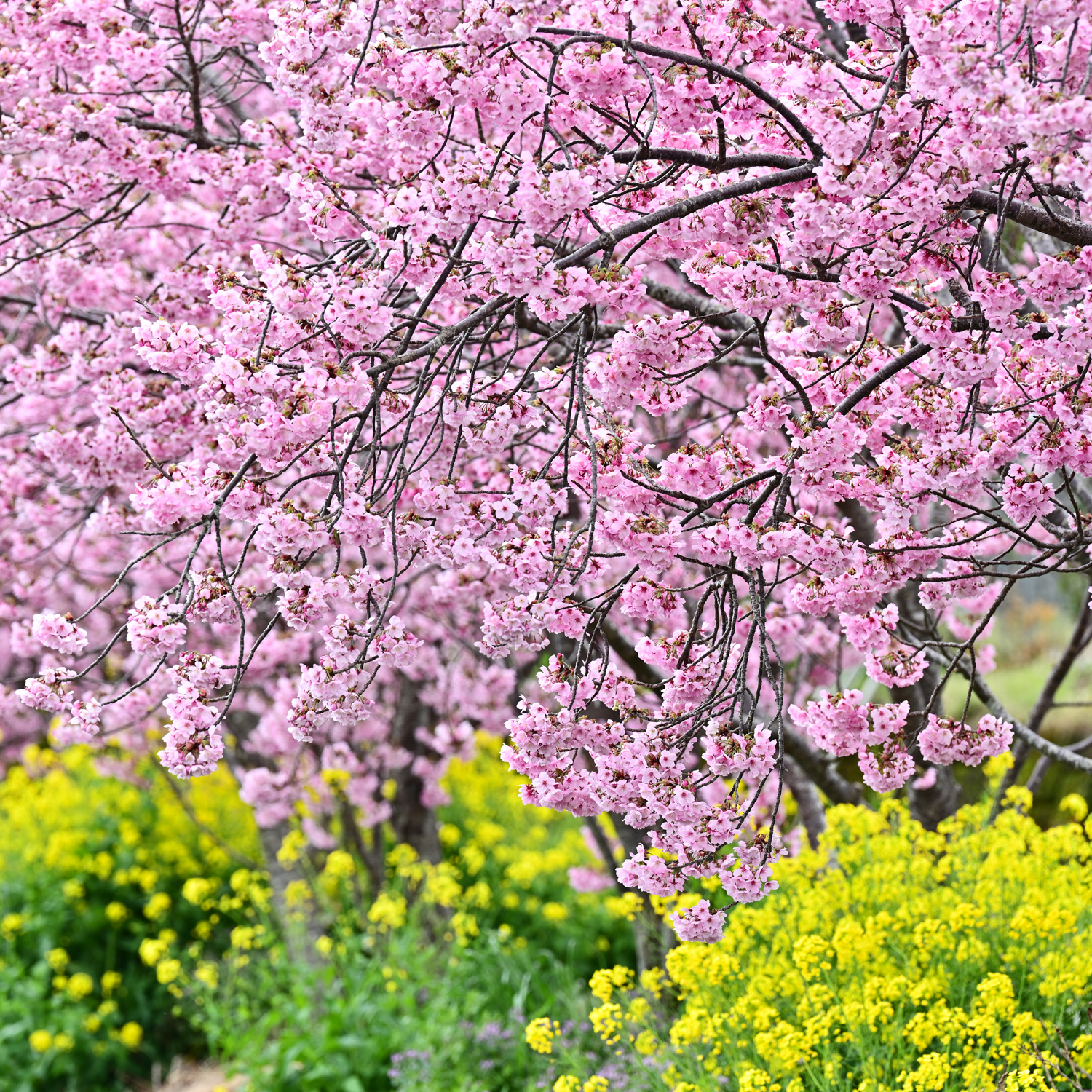 Z7＆Z6で撮る2021年3月　久留米の桜