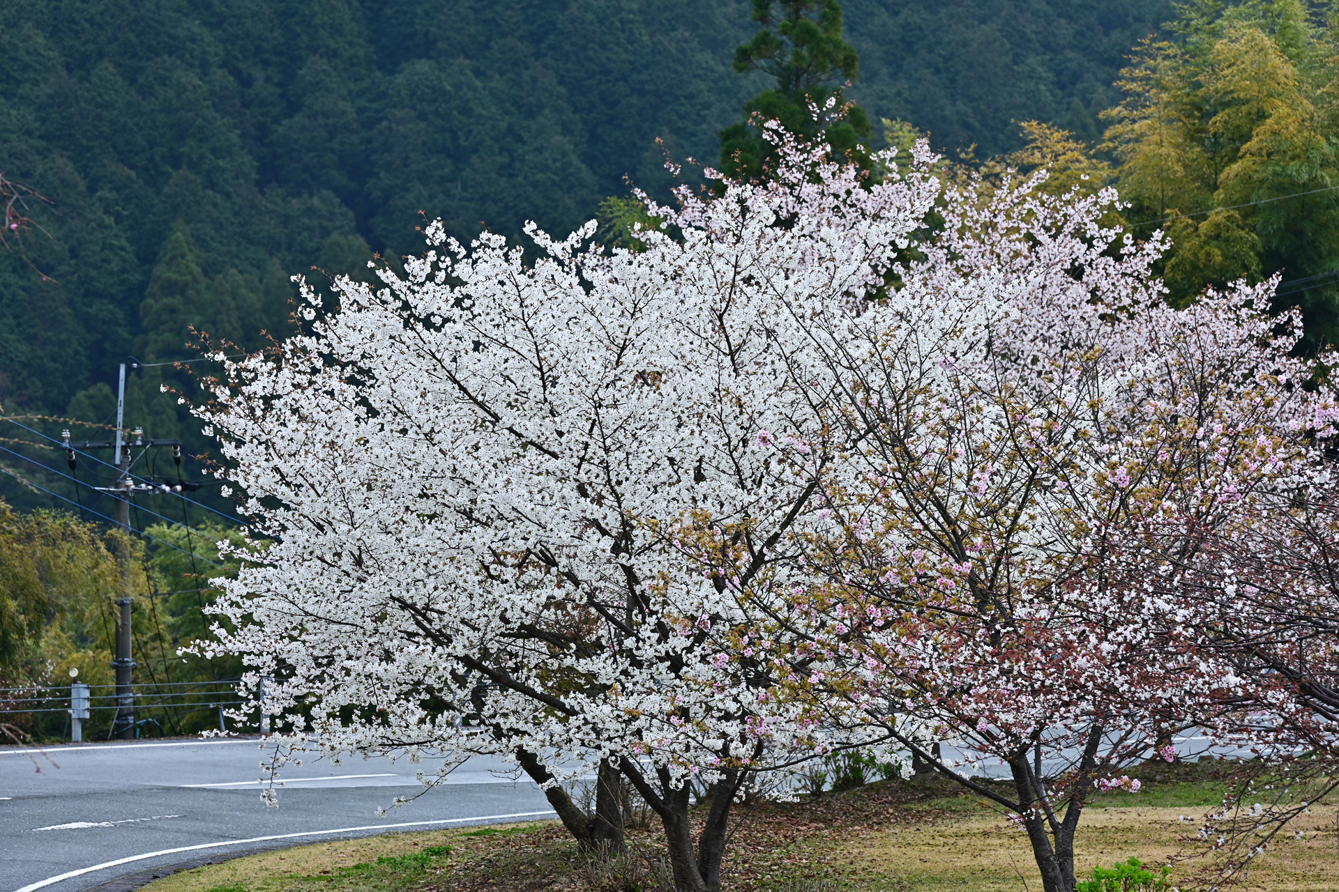 Z7＆Z6で撮る2021年3月　黒木の桜　瞳がみています