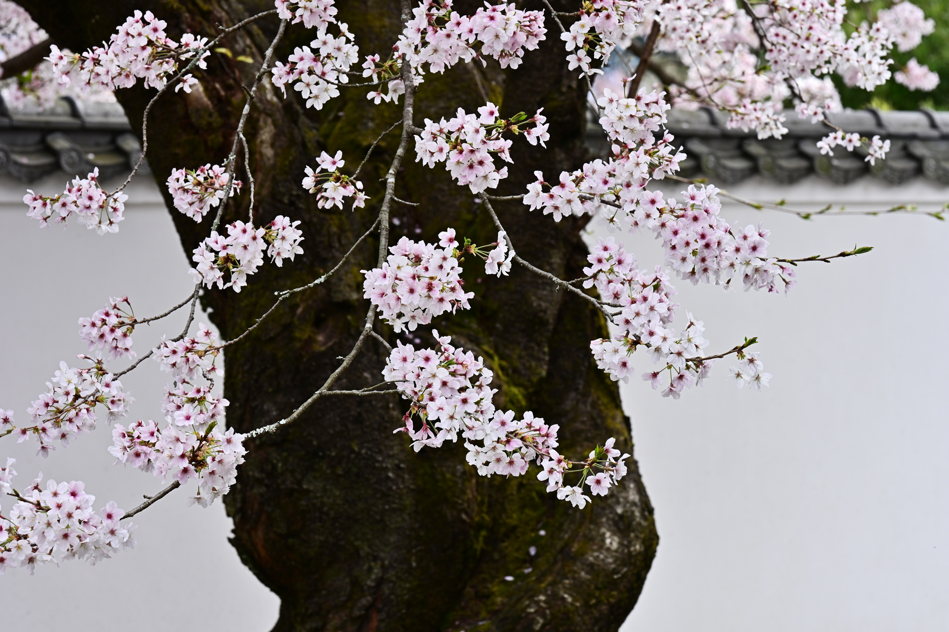 Z7＆Z6で撮る2021年3月　浮羽の桜