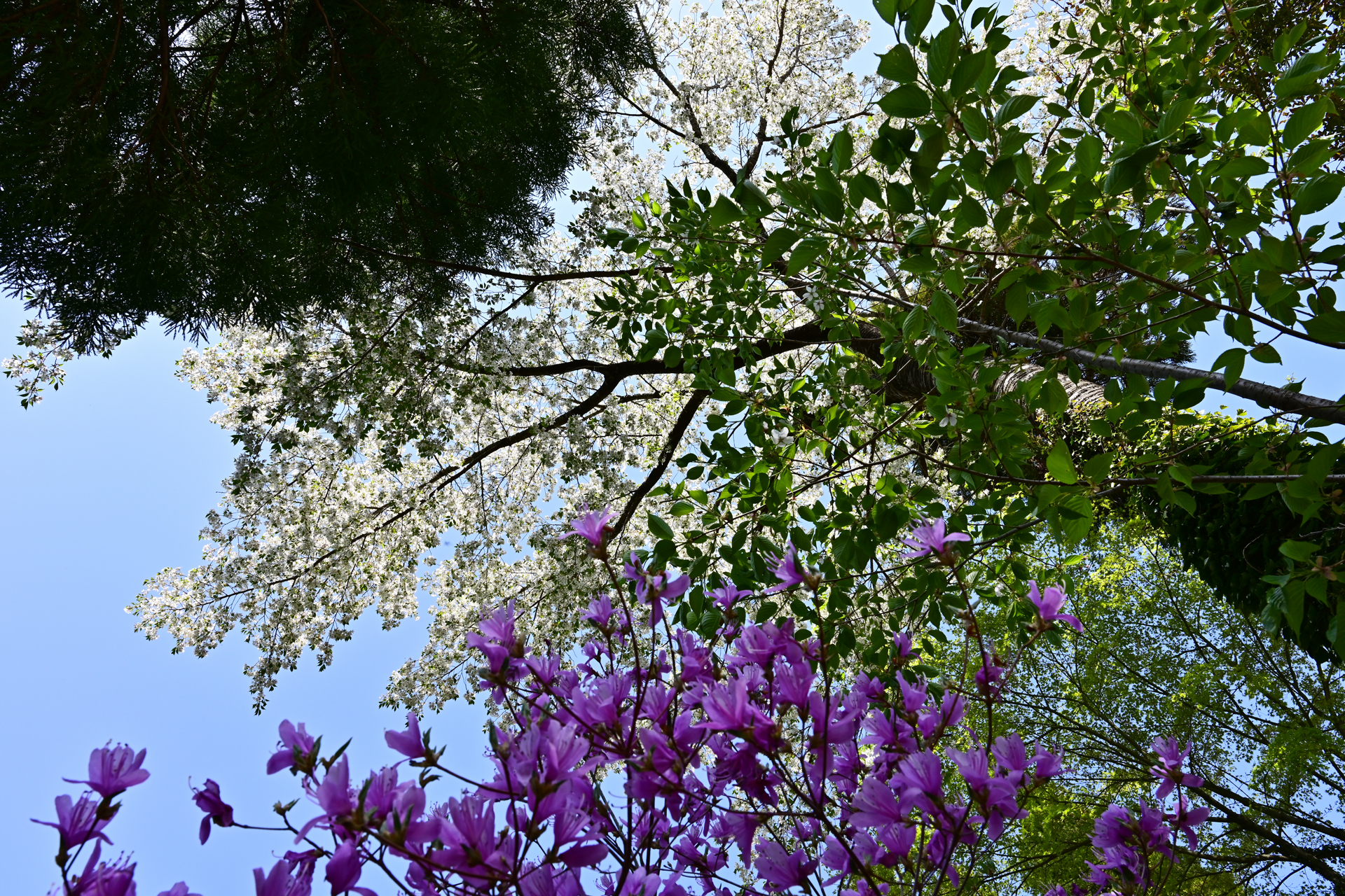 Z7＆Z6で撮る2021年4月　佐賀　里山の桜