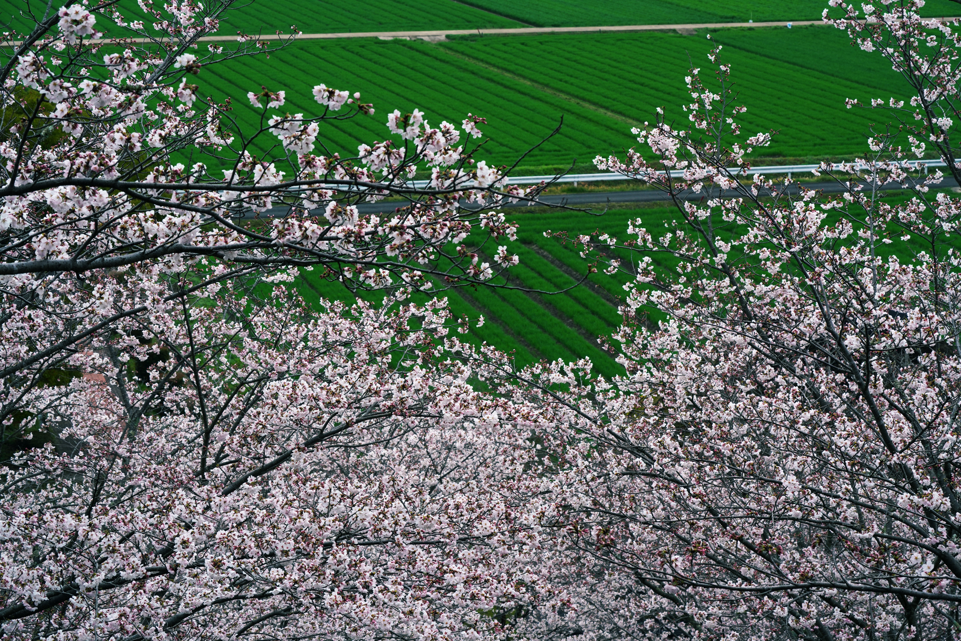 2022年3月　α7Rで撮る佐賀の桜