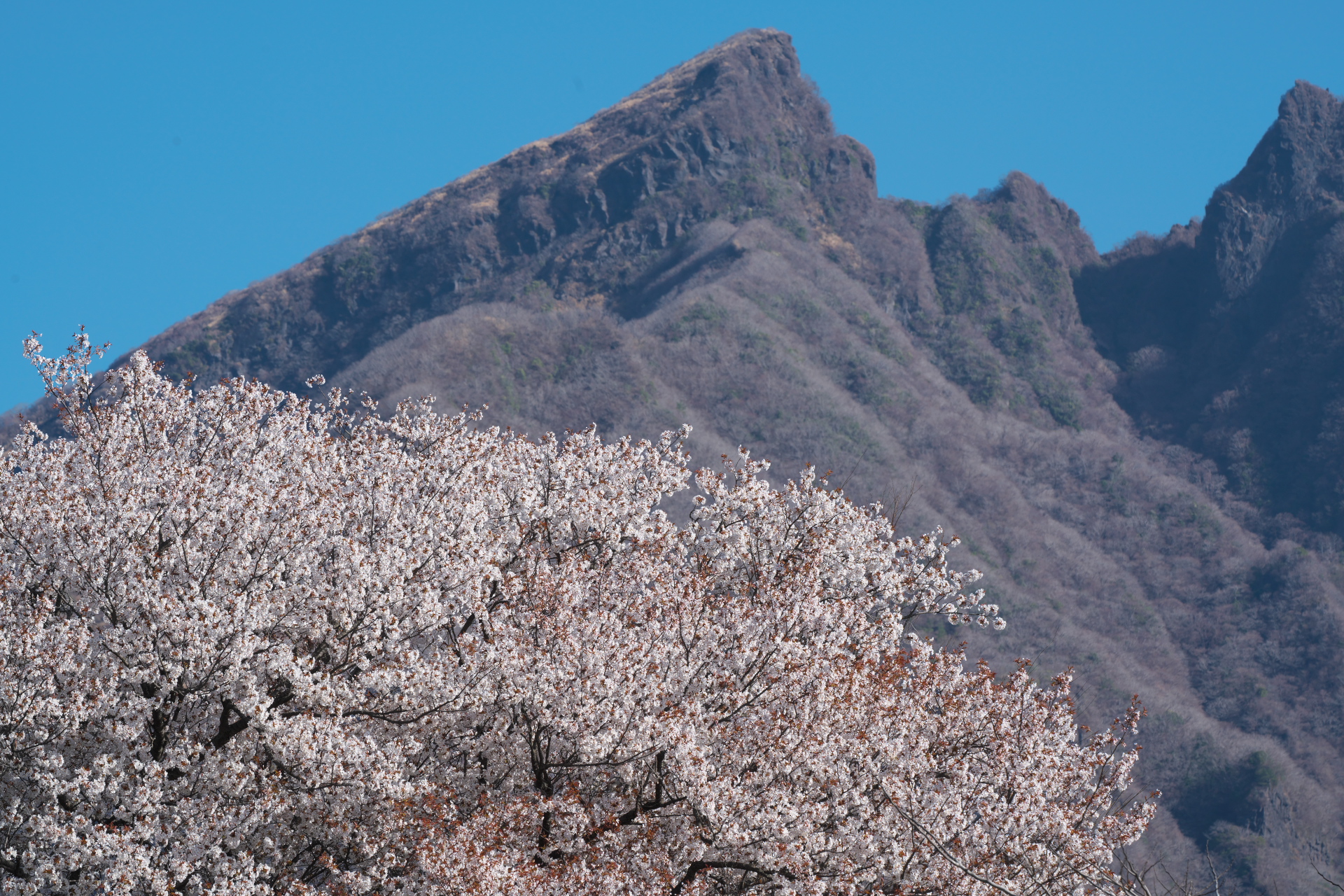 2022年4月　α7Rで撮る熊本の櫻