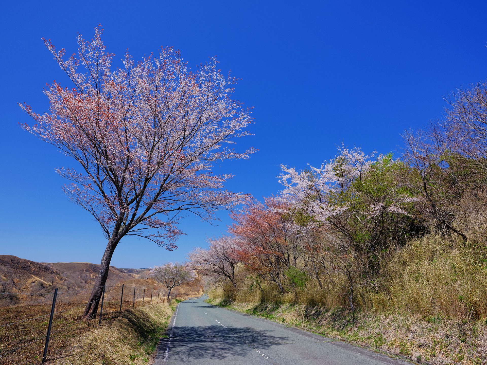 2022年4月　GFXで撮る熊本の桜