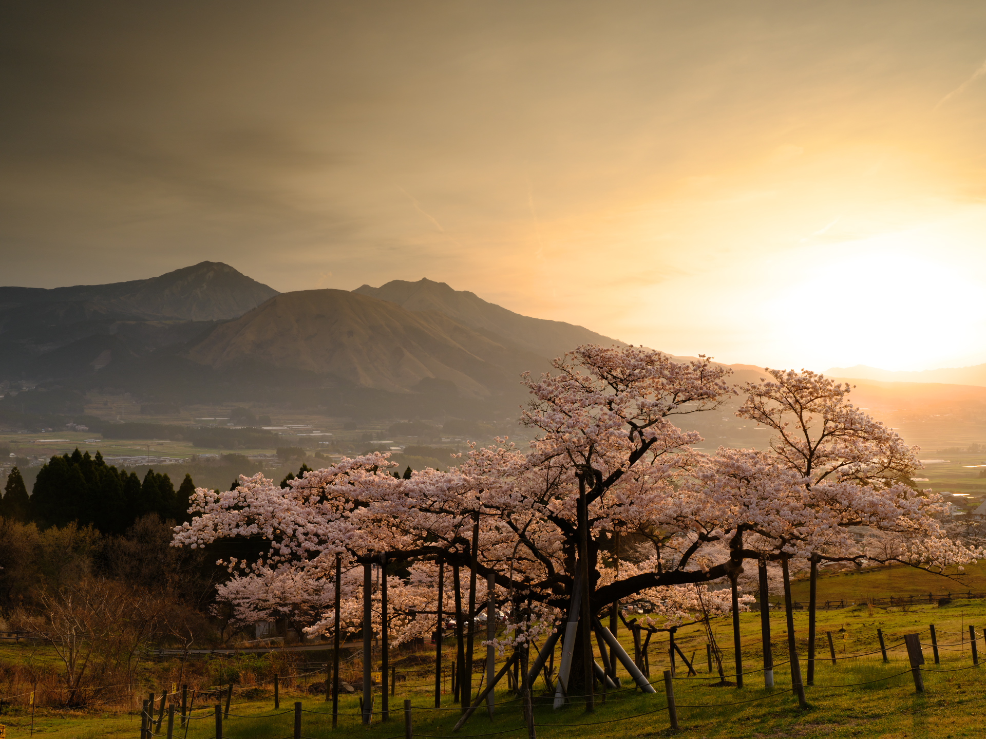 2022年4月　GFXで撮る熊本の桜