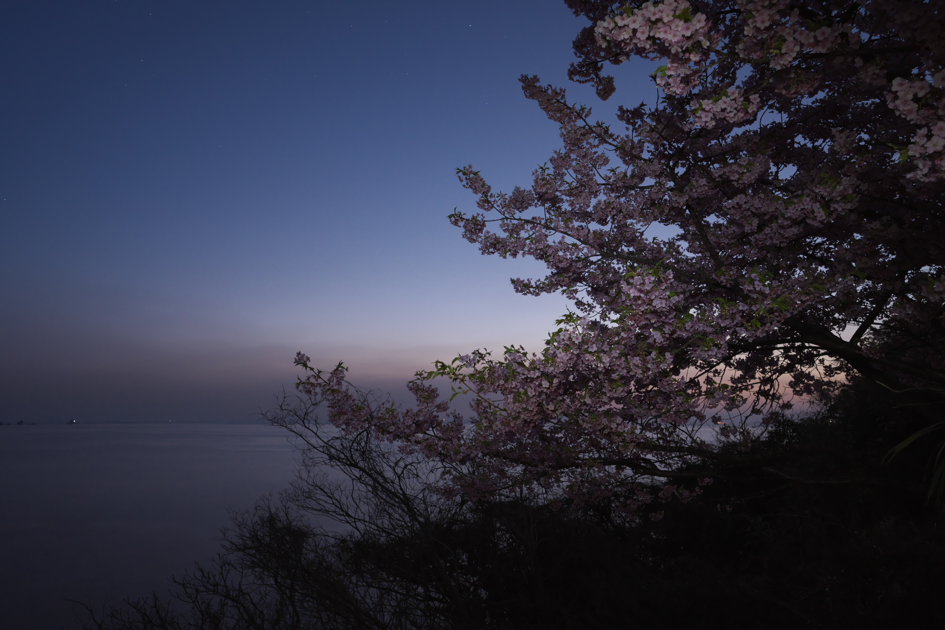 2022年3月　Z7で撮る海辺の桜