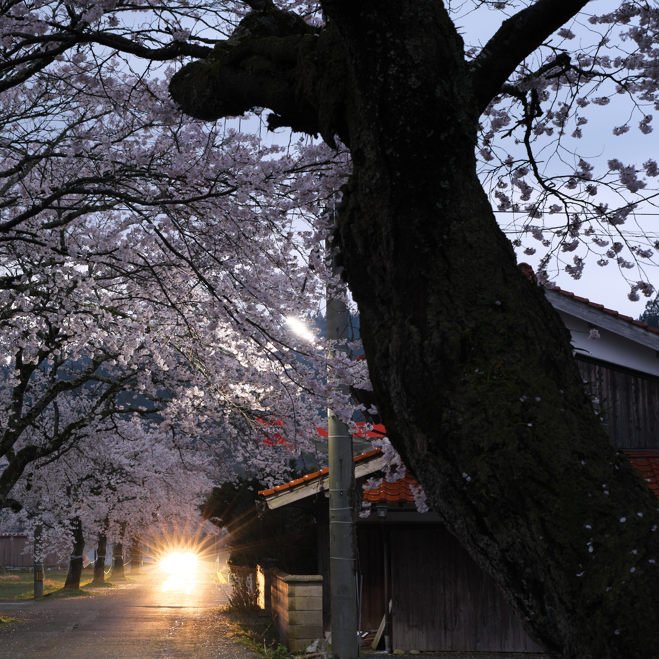 2023年4月　Xで撮る「岡山の桜」