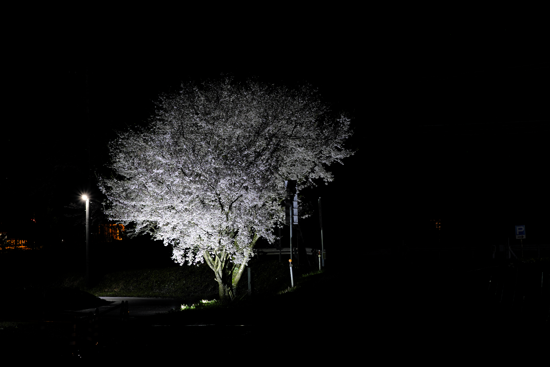 2023年4月　Xで撮る「岡山の桜」