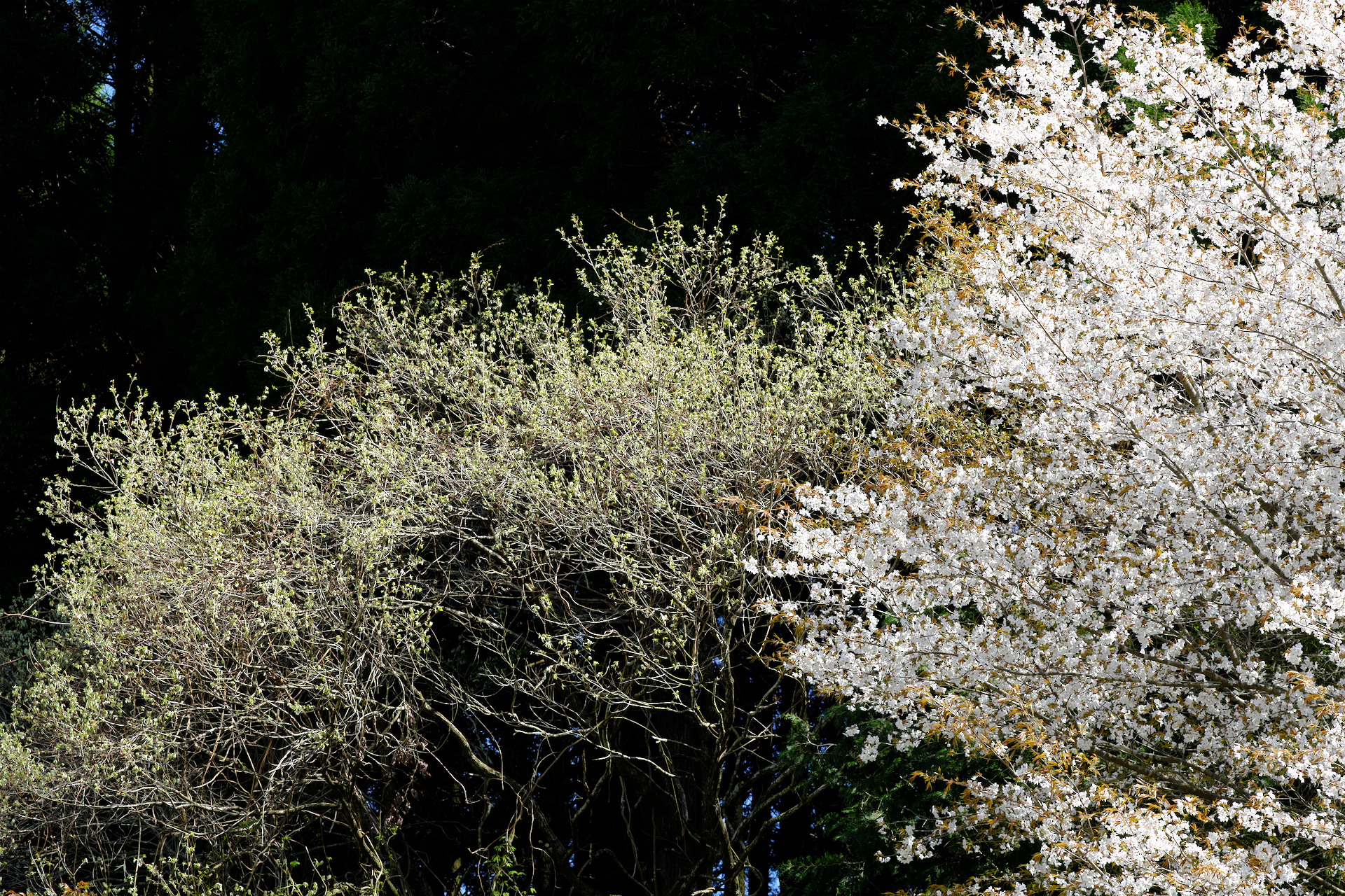 2023年4月　Xで撮る「佐賀の桜」