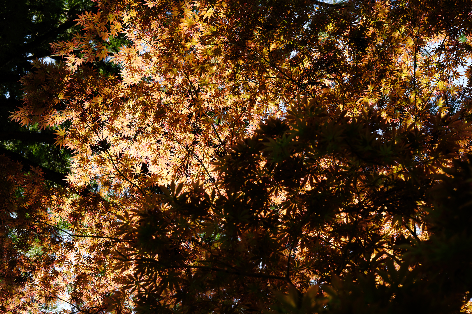 2025年4月26日 Xで撮る「躑躅」