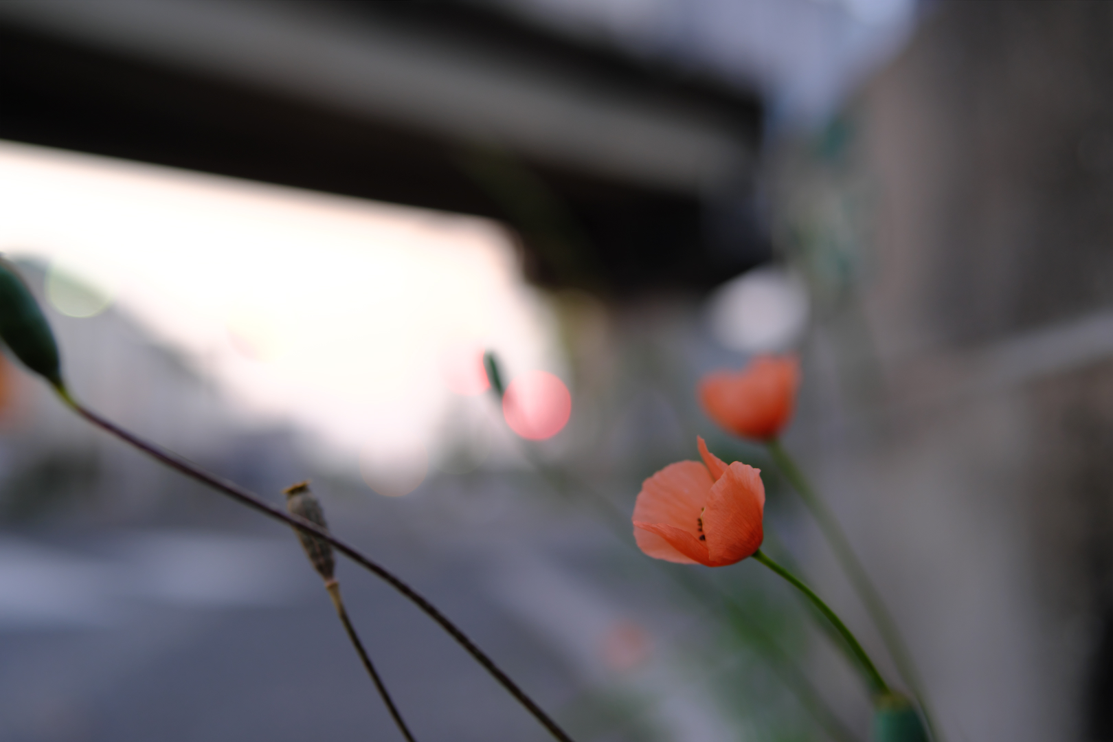 2025年5月15日 Xで撮る「朝散歩」