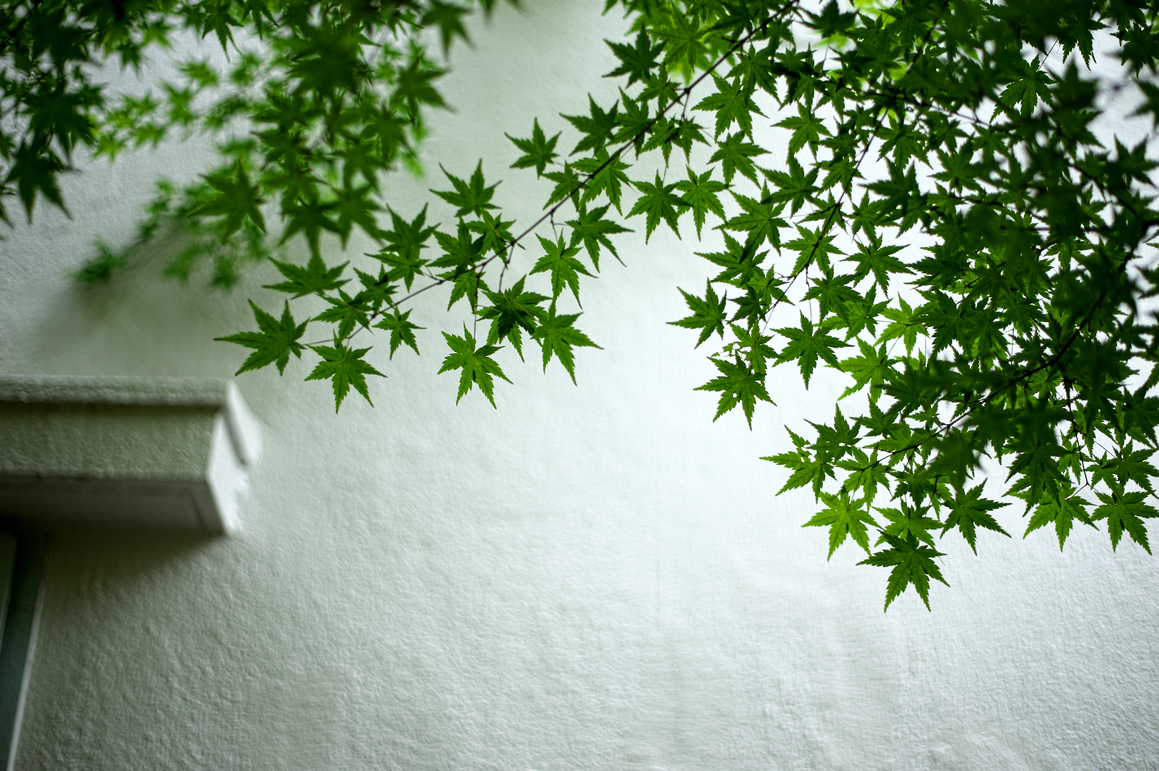 2025年6月8日 Dfで撮る「松の木」