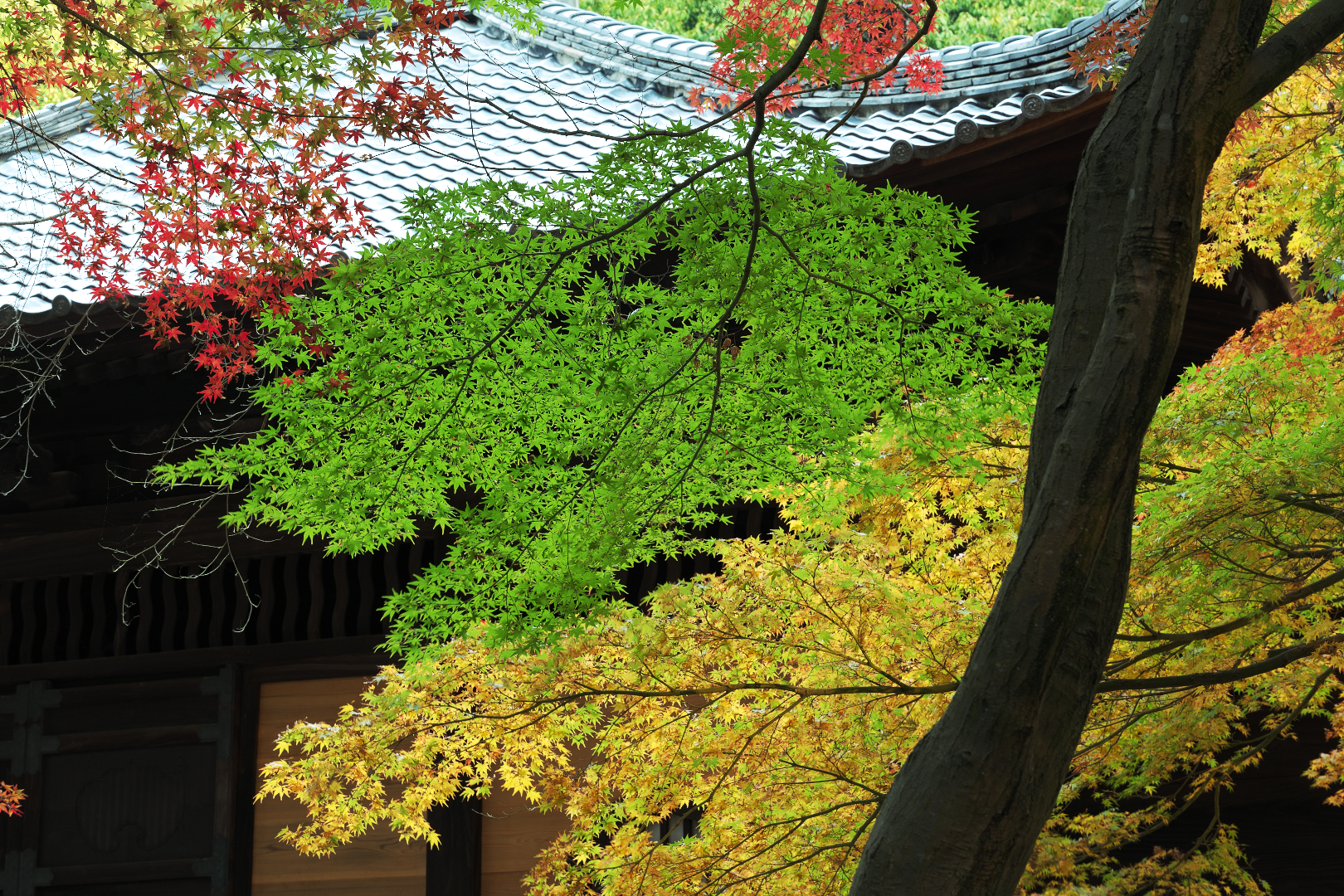 2025年11月15日 αで撮る「紅葉」