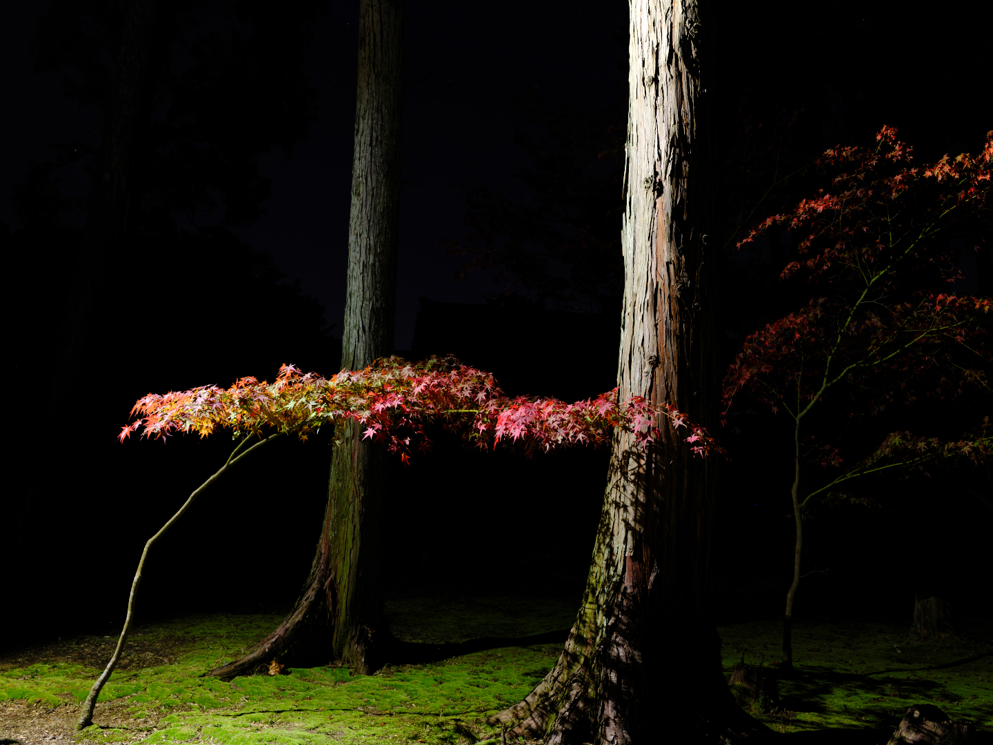 2025年11月15日 GFXで撮る「夜」