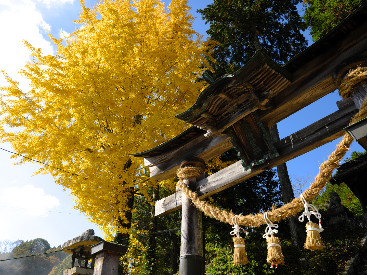 2025年11月15日 GFXで撮る「銀杏」