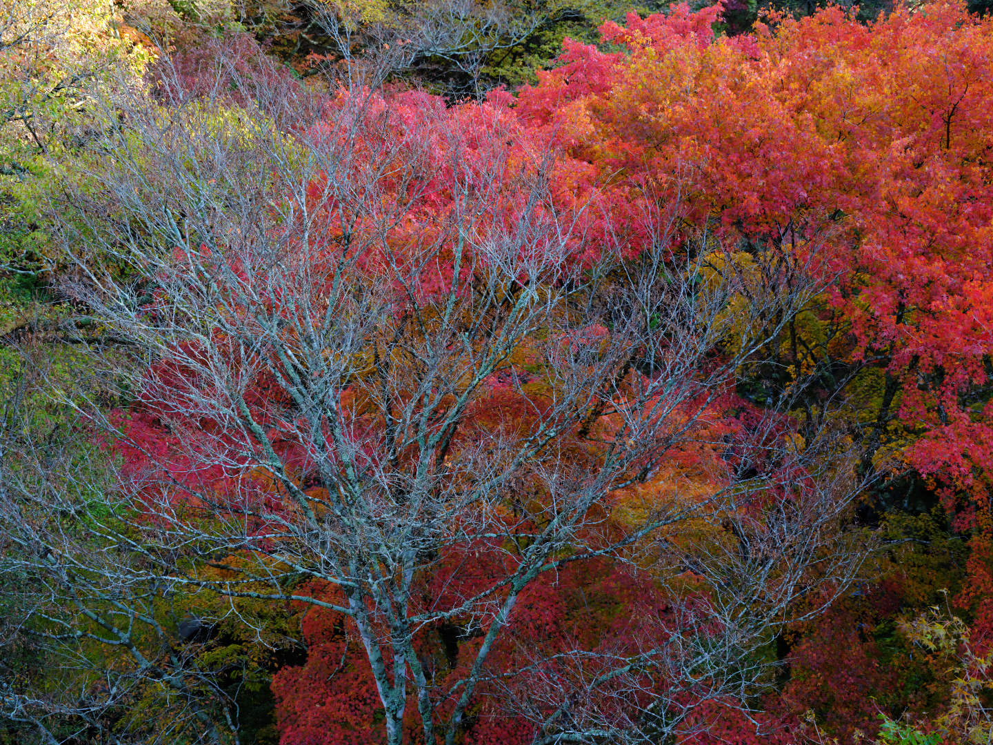 2025年11月9日 GFXで撮る「始まり」