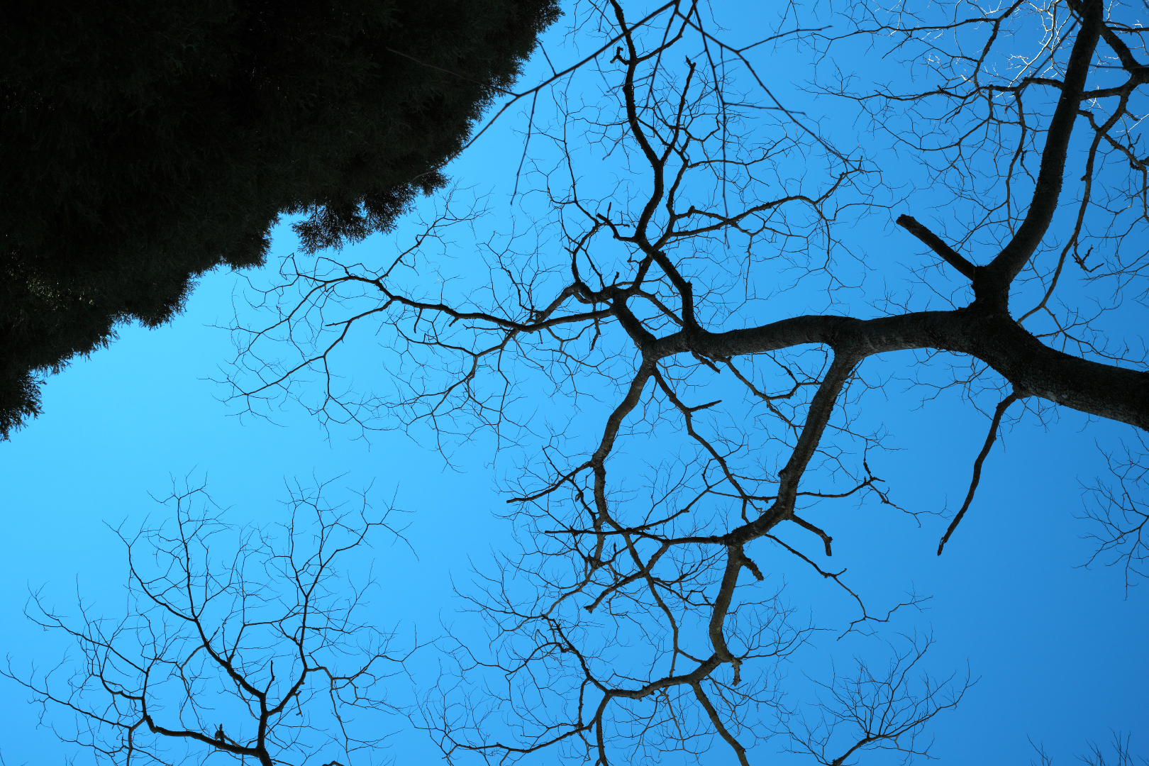 2026年1月3日 αで撮る「門松」