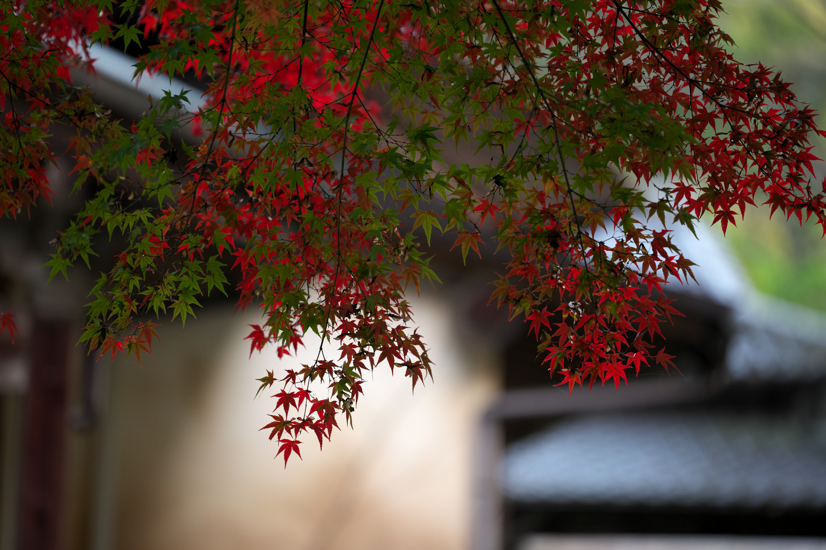 2025年11月16日 αで撮る「紅葉」
