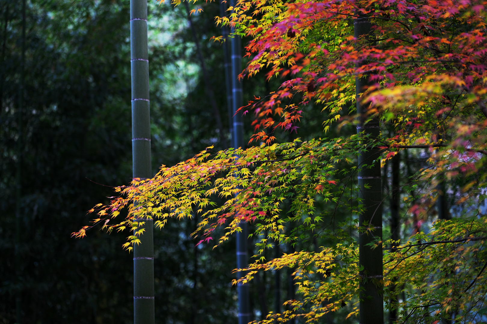 2025年11月24日 αで撮る「紅葉」