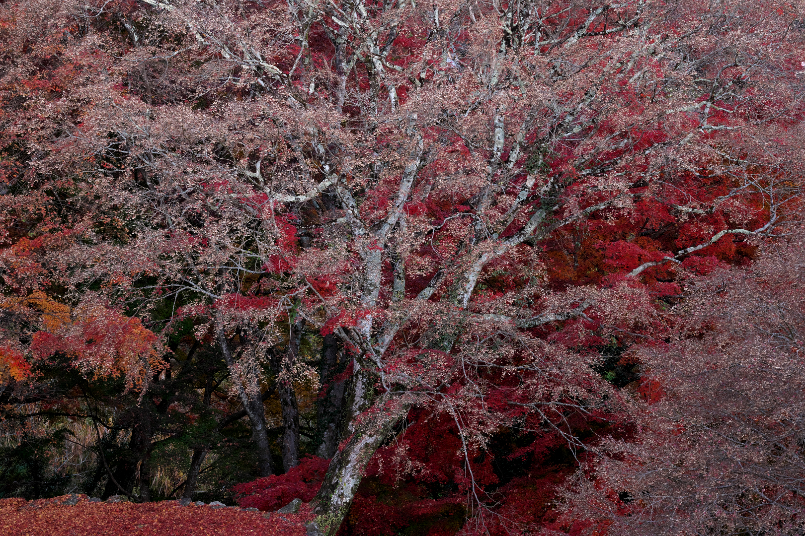 2025年11月29日 αで撮る「紅葉」