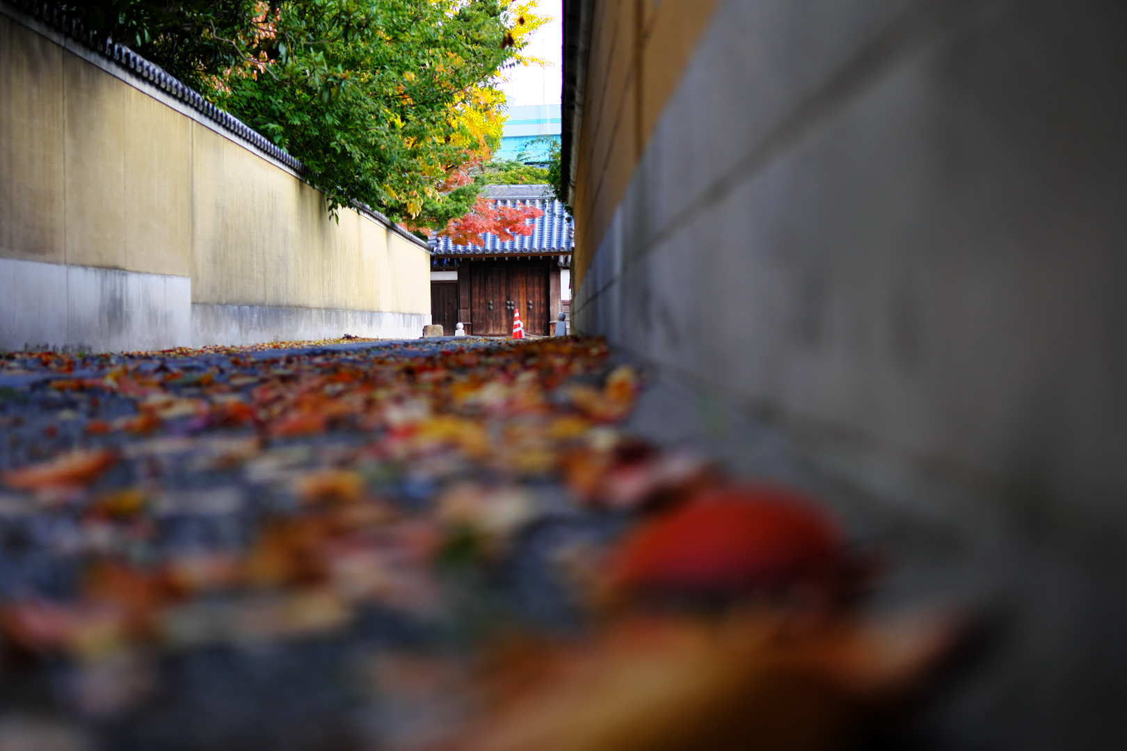 2025年11月30日 Xで撮る「紅葉」