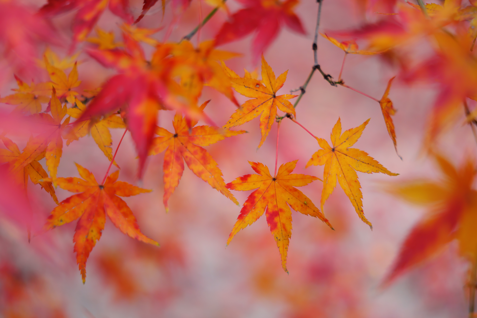 2025年12月14日 Xで撮る「紅葉」