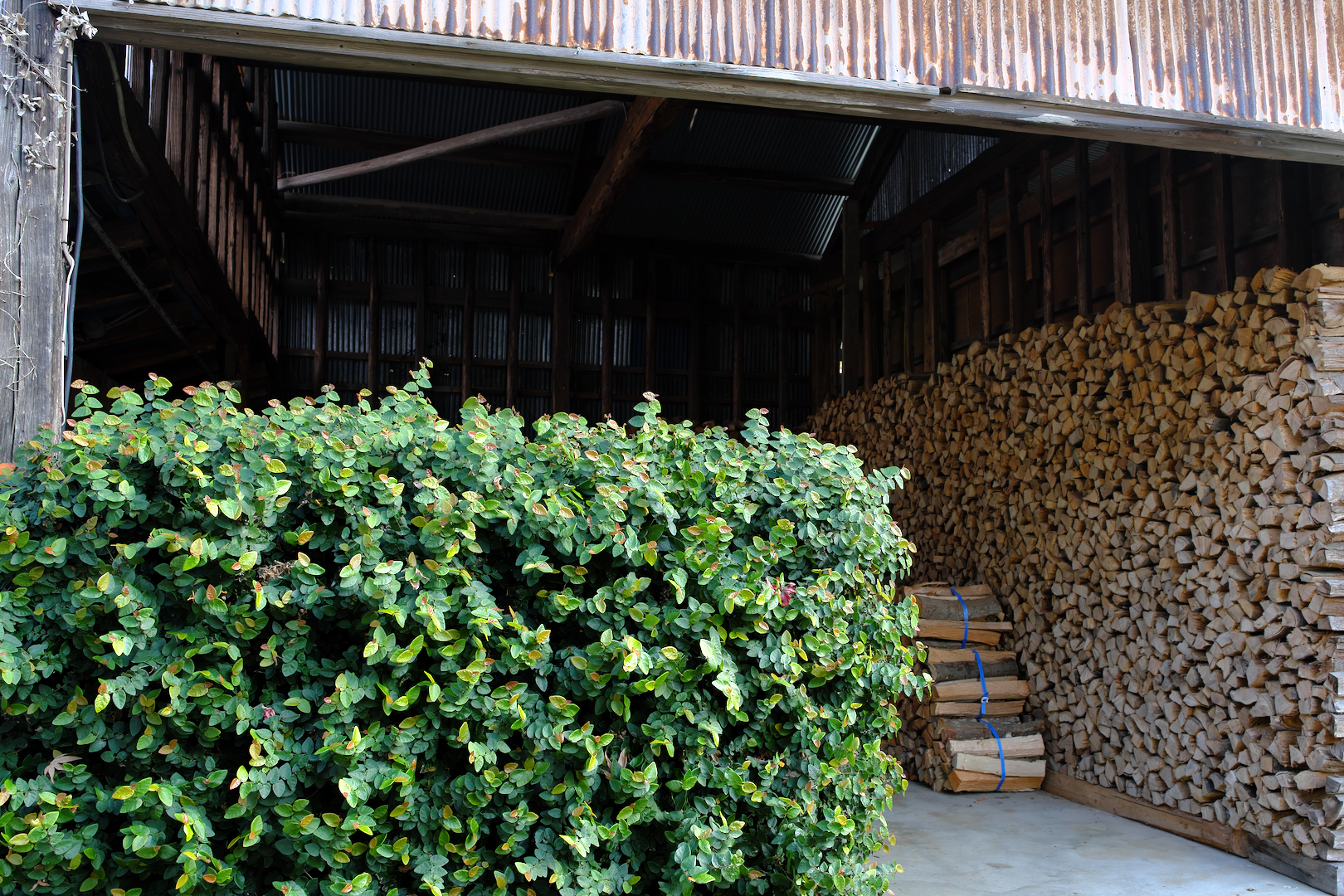 2025年12月21日 Xで撮る「８３３」