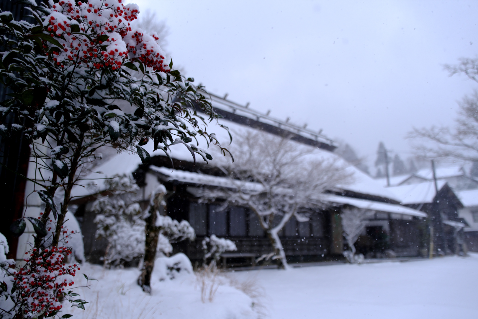 2026年1月2日 Xで撮る「雪の山茶花」