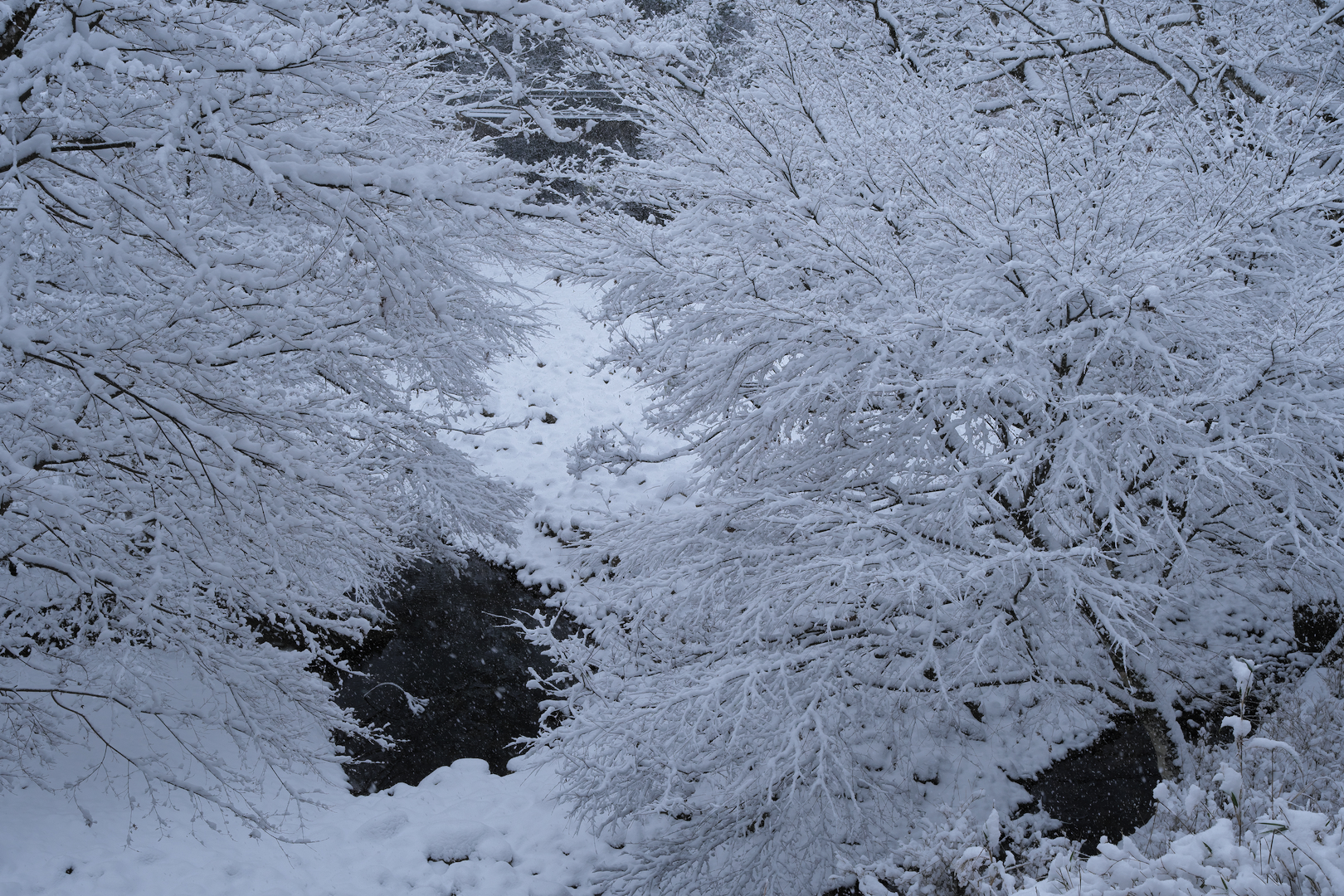 2026年1月2日 Xで撮る「雪の山茶花」