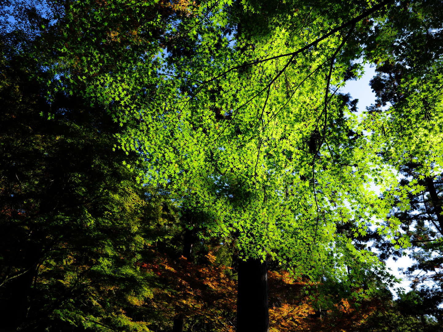 2025年11月22日 GFXで撮る「紅葉」