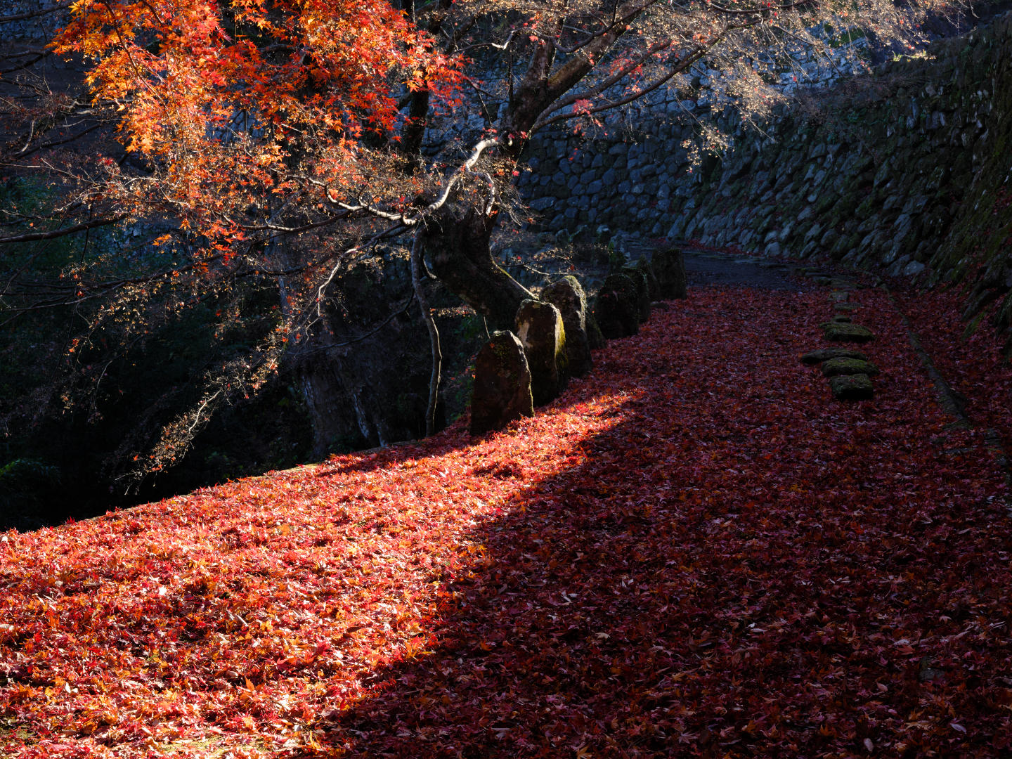 2025年11月29日 GFXで撮る「紅葉」