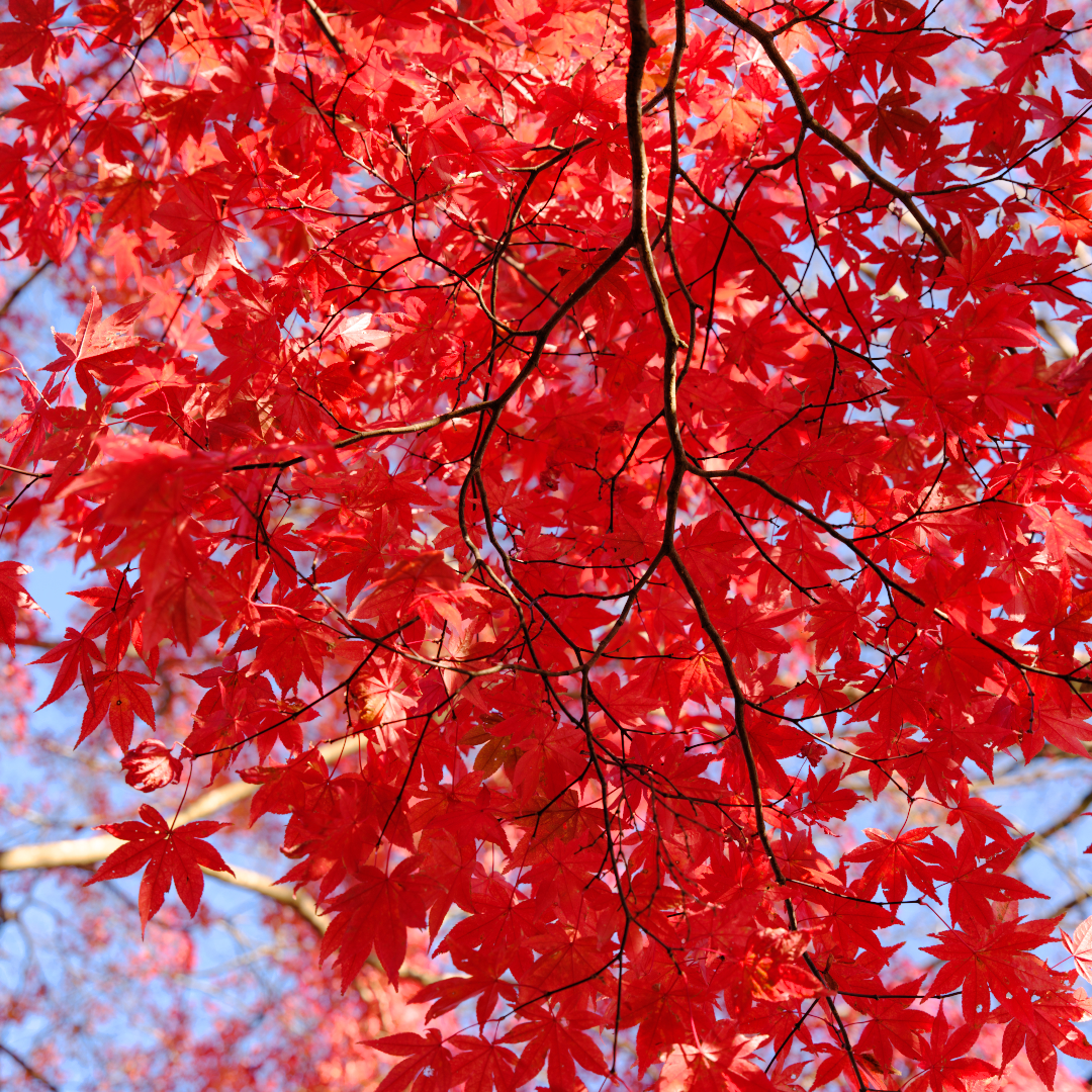 2025年11月29日 GFXで撮る「紅葉」