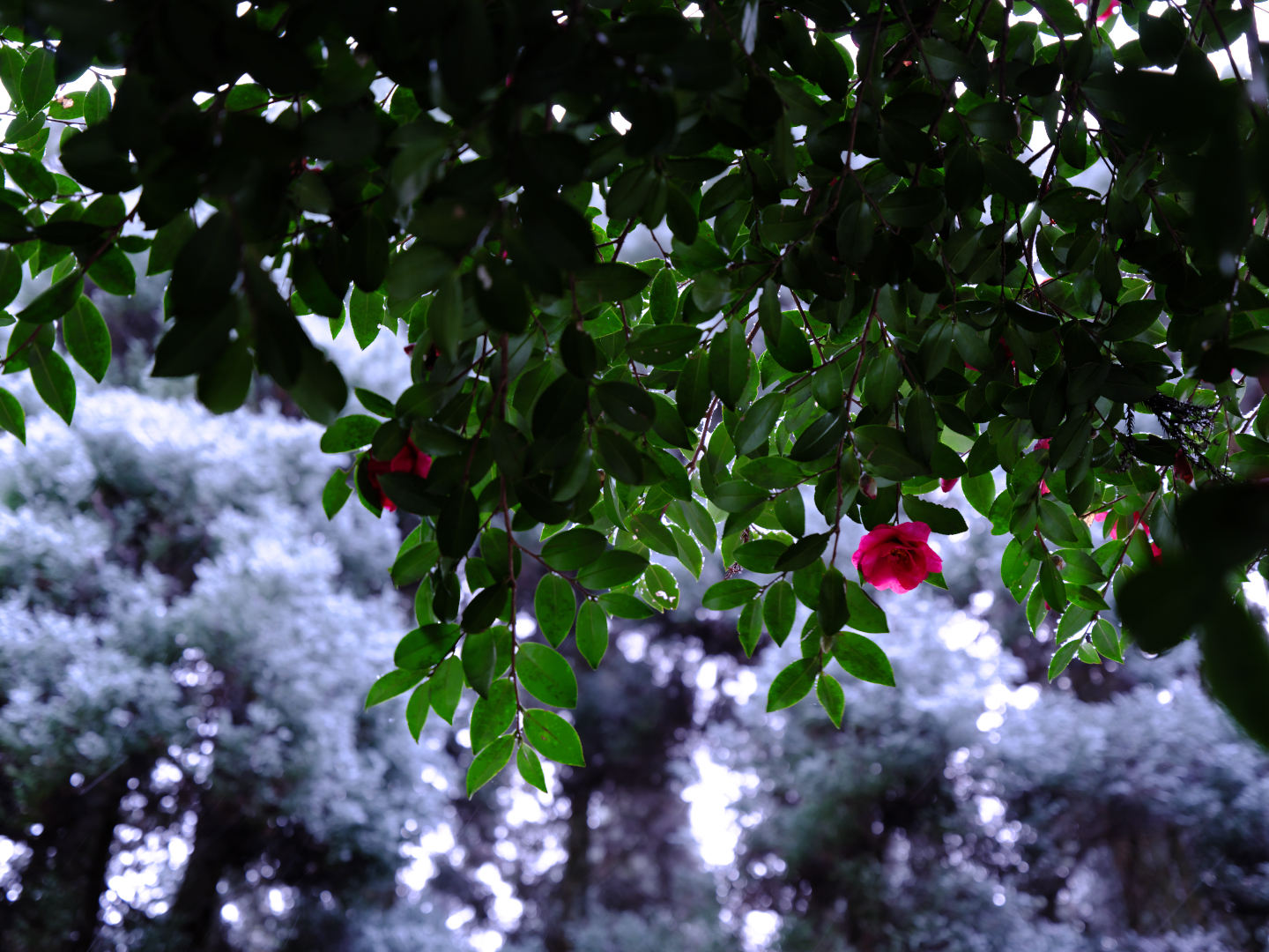 2026年1月11日 GFXで撮る「山茶花」