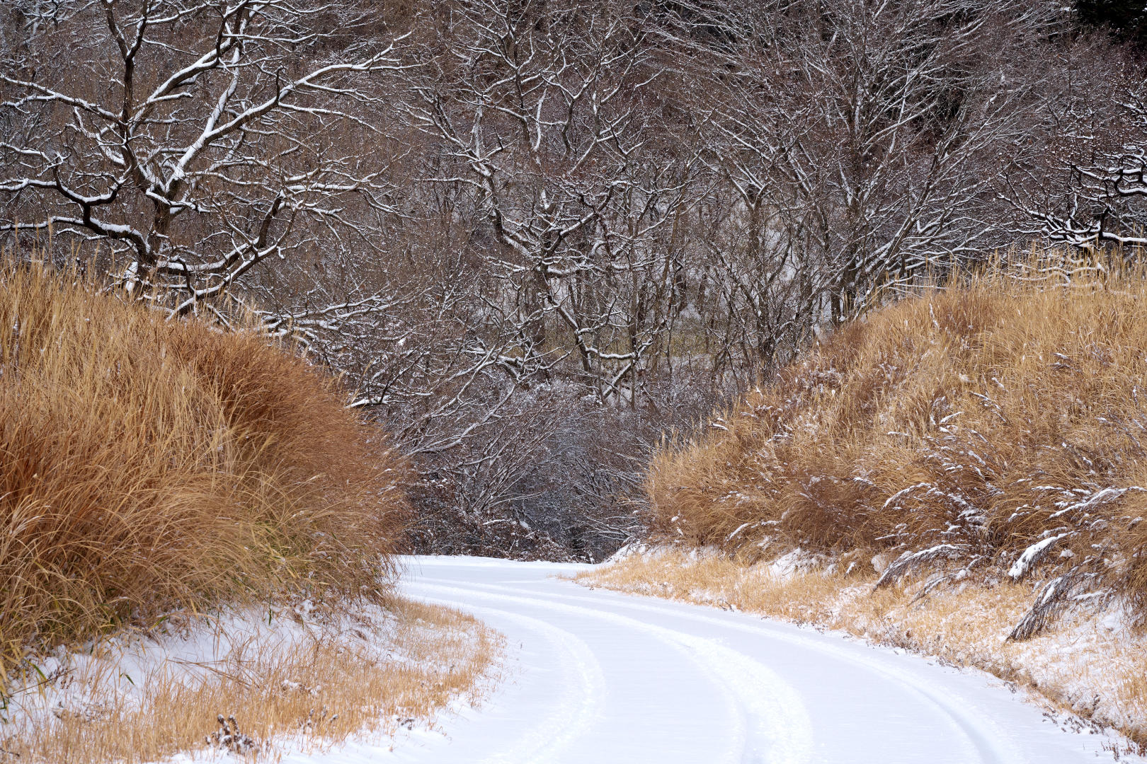 2026年1月24日 Zで撮る「雪景色」