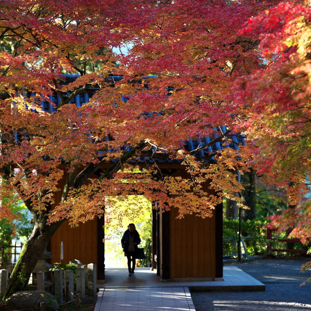 2025年11月22日 D850で撮る「紅葉」